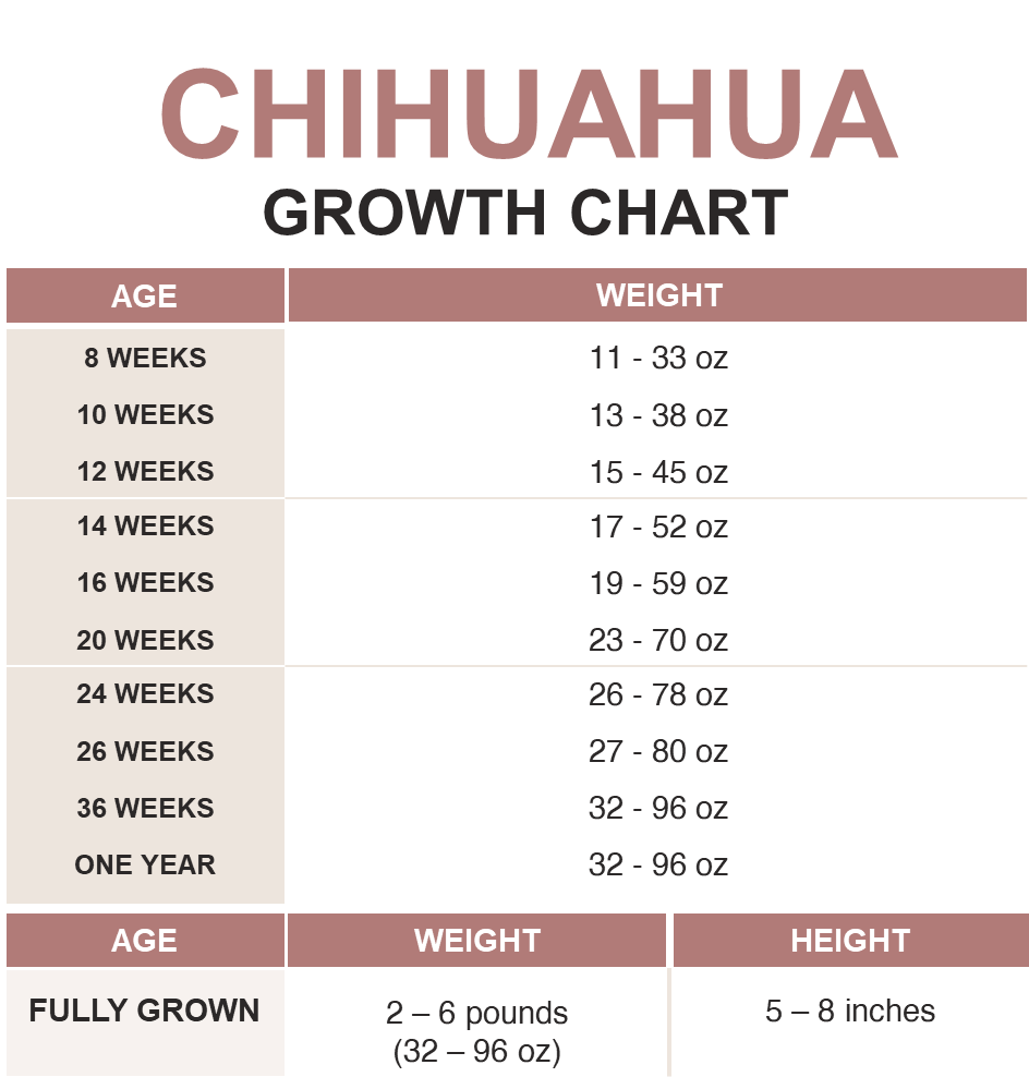 Chihuahua Growth Chart